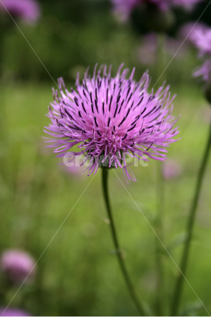 산비장이,식물,flower,plants,nature,꽃,꽃봉오리,식물,자연,plants,nature,꽃,flower