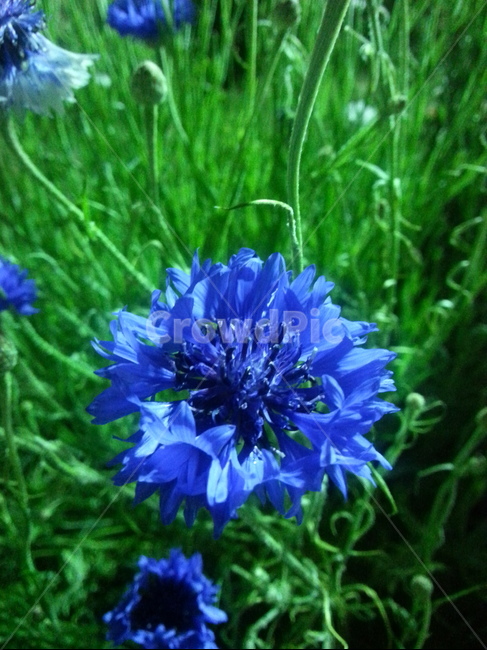 식물,plant,꽃,flower,수레국화