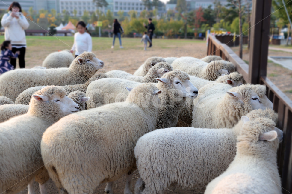 대관령,아이들,동물,양,양떼,동물,animal,포유류,mammal,산업,industry,industrial,목축업,목장,livestock farming,ranching,pasture