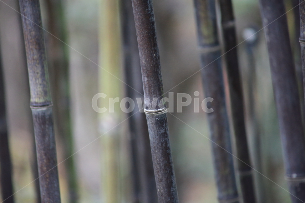 대나무,오죽,식물,줄기,bamboo,식물,자연,plants,nature,나무,trees,wood