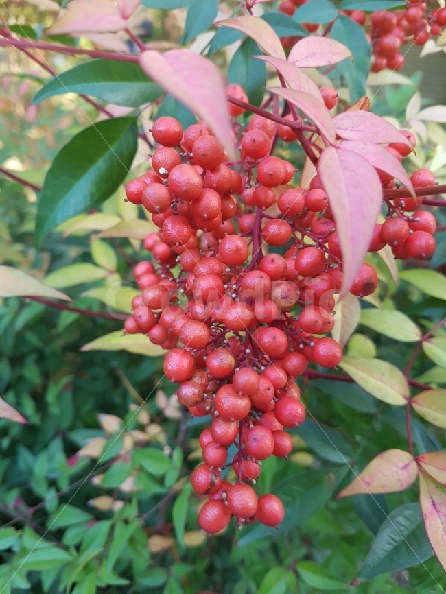 산수유,열매,과실,과일,나무,자연,가드닝,가든,접사,과일,열매,fruit,감성,sensible,feeling,색깔,색상,색채,색감,color sense,color sensitivity,feeling of color
