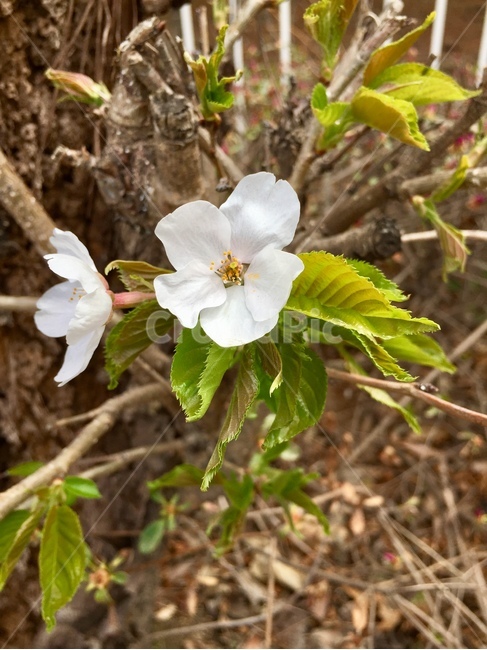 봄,벚꽃,나무,꽃,식물,자연,spring,flower,nature,식물,자연,plants,nature,꽃,flower