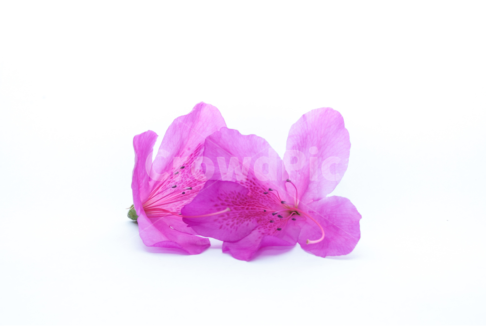 산철쭉,철쭉,누끼,배경,봄,꽃,생화,식물,조경,핑크,분홍,spring,season,flowe,자연,향기,아름다운,화사한,봄꽃,꽃잎,스튜디오,봄,계절,spring,season,식물,자연,plants,nature,꽃,flower,누끼,remove background,blossom,geranium,제라늄,plant,petal