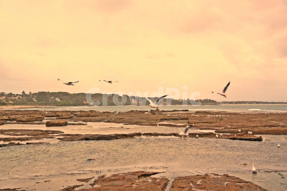 시드니,시드니해변,시드니바다,아름다운바다,sydneybeach,자연,풍경,nature,landscape,해외,외국,세계,foreign,oversea,world,세계자연풍경,해외자연풍경,외국자연풍경,world nature landscape,동물,animal,조류,새,birds,ground,바닥,bird
