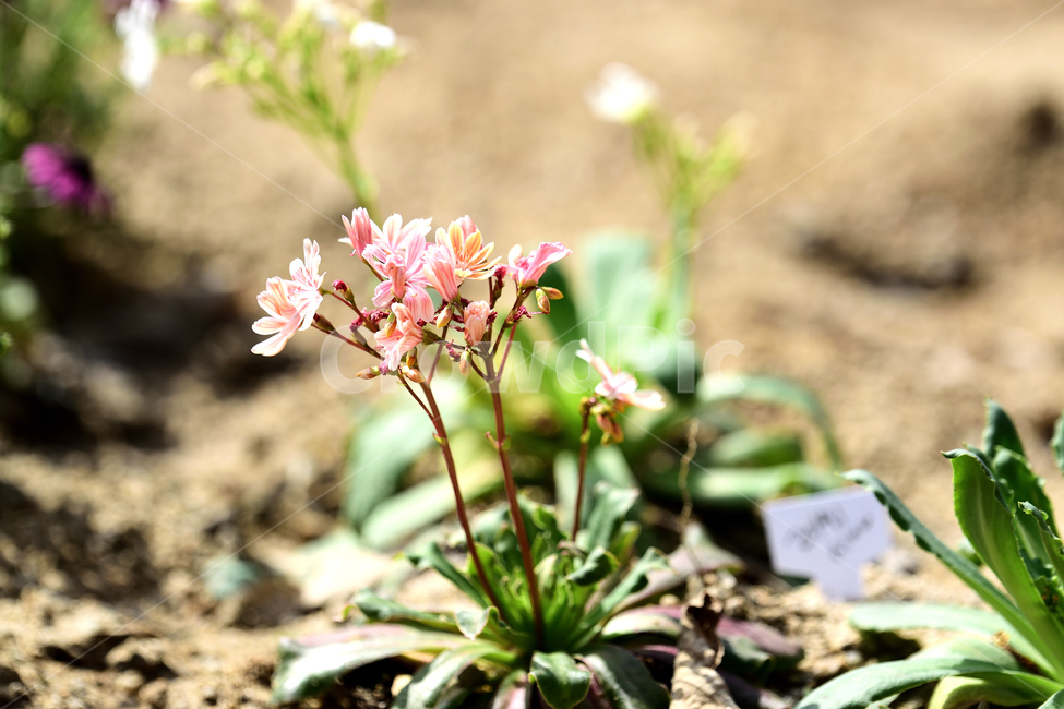 봄,식물,꽃,새싹,향기,화사,분위기,생명,봄,계절,spring,season,식물,자연,plants,nature,꽃,flower,plant