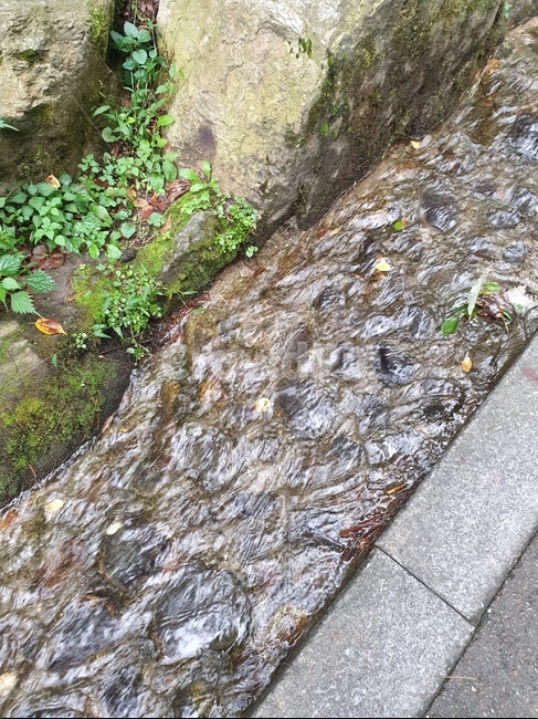 등산,등산로,자연,시냇물,풀