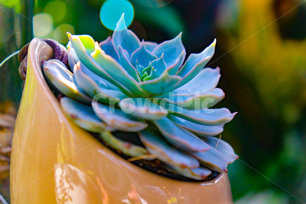 꽃,나무,꽃나무,봄나무,봄,자연,여름,계절,하늘,하늘색,흰꽃,flower,geranium,식물,plant,제라늄,spring,summer,season,화분,daisies,pollen,데이지,daisy,blossom,다육이,식물,자연,plants,nature,꽃,flower