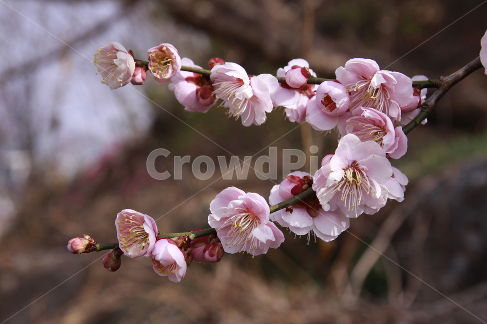 매화꽃,봄,봄꽃,자연,계절,꽃,spring,season,nature,flower,봄,계절,spring,season,식물,자연,plants,nature,꽃,flower,plant,blossom