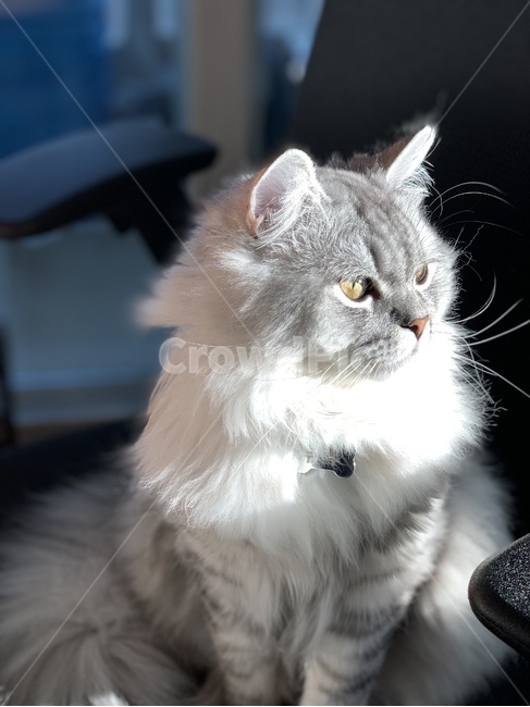 고양이,반려묘,cat,pet,냥이,동물,animal,포유류,mammal,고양이,cat,kitten,kitty