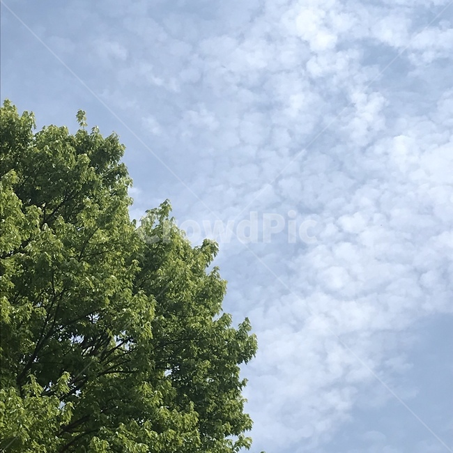 하늘,구름,나무,자연,풍경