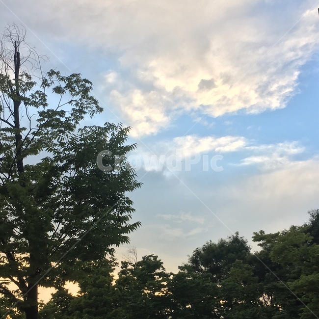 tree,나무,plant,식물,outdoors,자연,nature,weather,날씨,옥외,sky