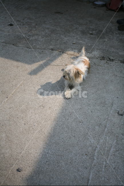 시골,강아지,귀여운,브라운,동물,화이트,멍멍이,그림자,thecountry,puppy,cute,brown,shadow,white,animal,동물,animal,포유류,mammal,개,강아지,dog,doggy