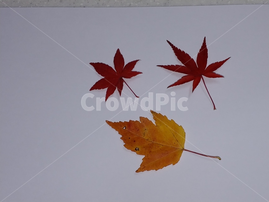 가을,단풍,나뭇잎,단풍잎,낙엽,잎,leaf,식물,나무,가을,계절,fall,autumn,season,plant,tree