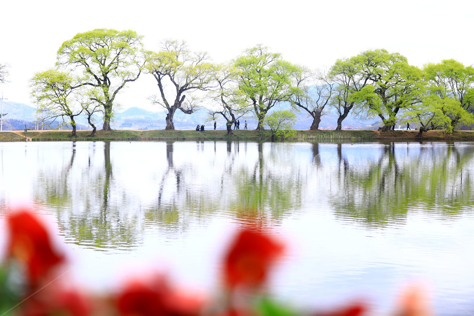반영,관곡지,풍경,봄,자연,자연,풍경,nature,landscape,한국자연풍경,한국자연경관,korea nature landscape,water,물,outdoors,옥외,land,땅