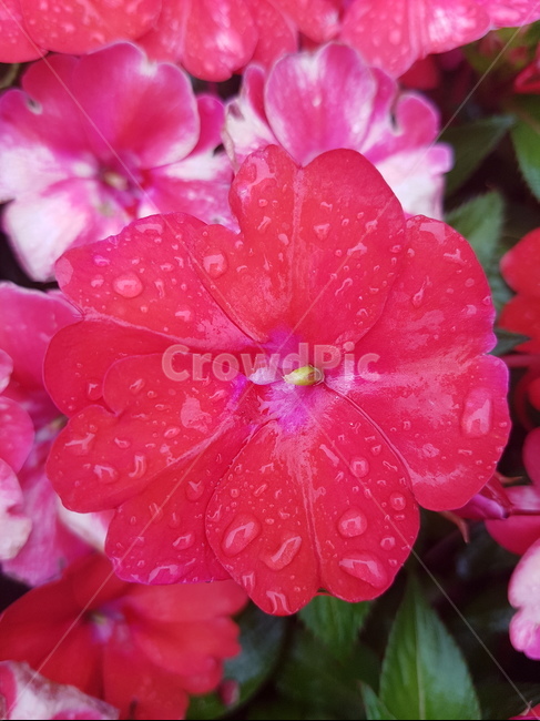 꽃,빗물,물방울,분홍색,비온뒤,식물,자연,plants,nature,꽃,flower