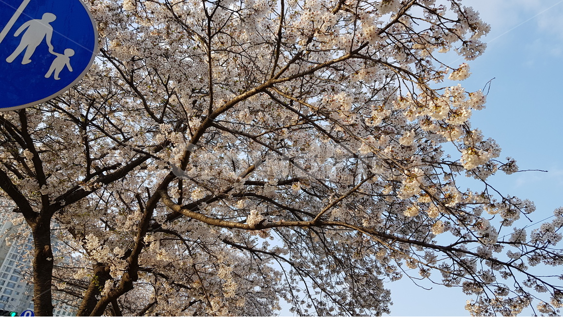 꽃,벚꽃,나무,식물,봄,표지판,spring,봄,계절,spring,season,식물,자연,plants,nature,꽃,flower,나무,trees,wood,plant,cherry blossom,blossom