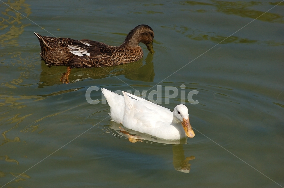 자연,조류,새,오리,물,Nature,birds,water,동물,animal,조류,새,birds