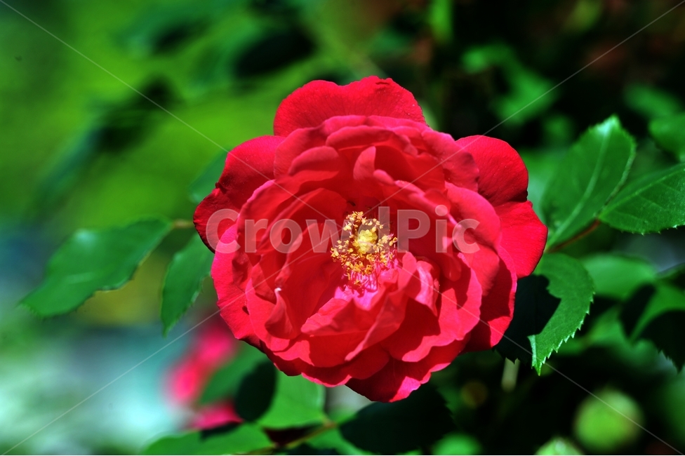 장미,식물,꽃,빨깐꽃,여름꽃,오월,rose,식물,자연,plants,nature,꽃,flower