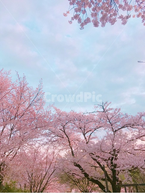 봄,벚꽃,꽃,감성,배경,사쿠라,벚꽃놀이,대공원,노을,해질녘,하늘,나른한,오후,봄,계절,spring,season,자연,풍경,nature,landscape,식물,plants,꽃,flower,plant