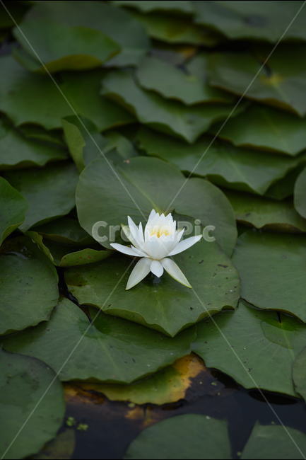 꽃,연꽃,식물,여름,연잎,식물,자연,plants,nature,꽃,flower