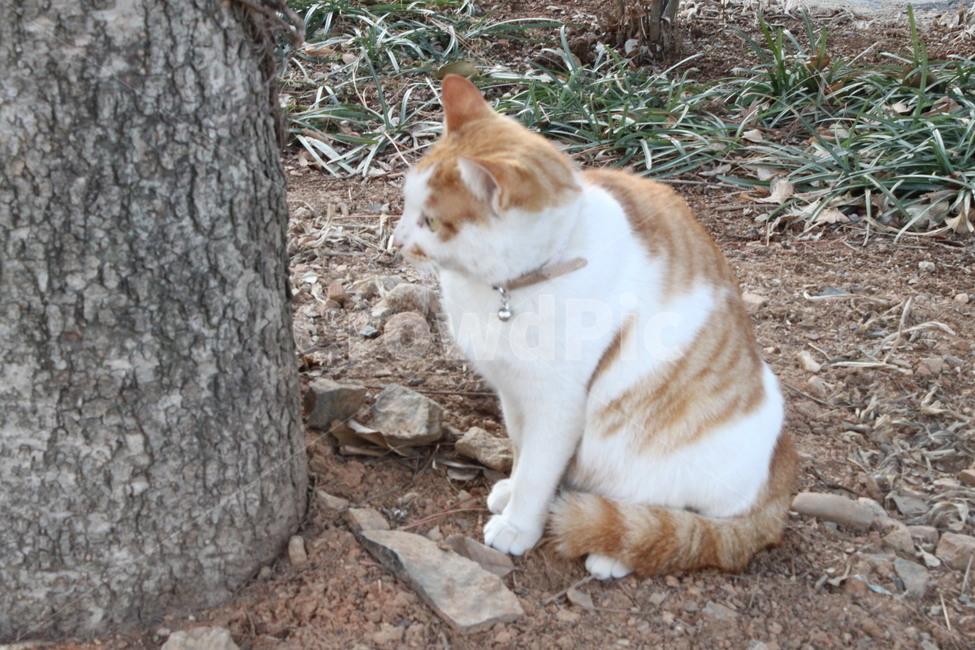 고양이,자연,군산절,일본식절,절고양이,동물,animal,포유류,mammal,고양이,cat,kitten,kitty