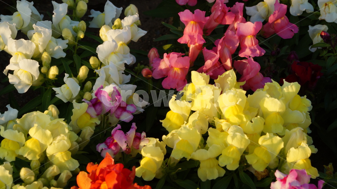 금어초,꽃,꽃길,식물,꽃축제,식물,자연,plants,nature,꽃,flower