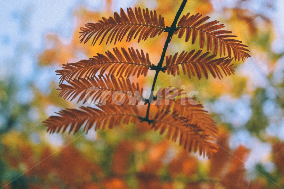 나무,가을,나뭇잎,낙엽,갈색,자연,tree,fall,autumn,가을,계절,fall,autumn,season,식물,자연,plants,nature,감성,sensible,feeling,plant,fern,양치류