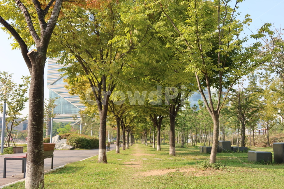 tree,나무,plant,식물,outdoors,garden,정원,공원,park,자연,식물,자연,plants,nature,나무,trees,wood