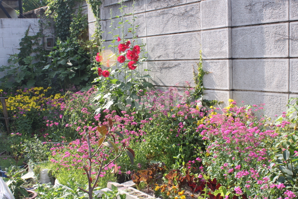 정원,봄,감성사진,꽃밭,큰나무,나팔꽃,빨간꽃,할머니집,마당,garden,flowergarden,bigtree,springflower,식물,자연,plants,nature,꽃,flower