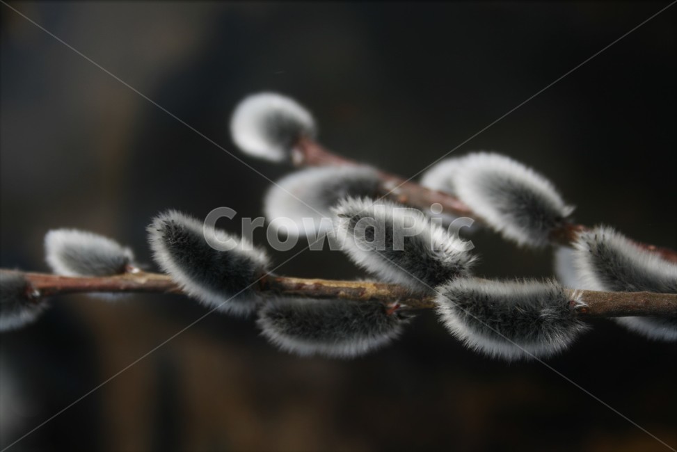 버들강아지,버들개지,갯버들꽃,버드나무과,봄소식,봄전령,전령사,식물,자연,plants,nature