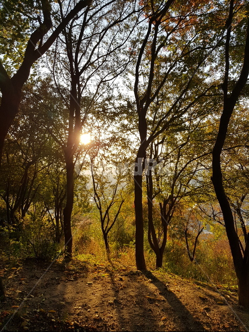 나무,자연,노을,석양,숲,자연,풍경,nature,landscape,light,빛,flare,플레어,tree,plant,식물