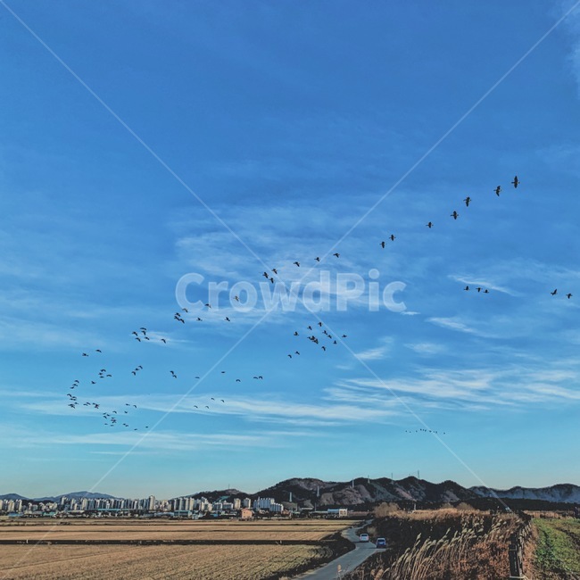 봄,하늘,시골,철새,논,산책,풍경