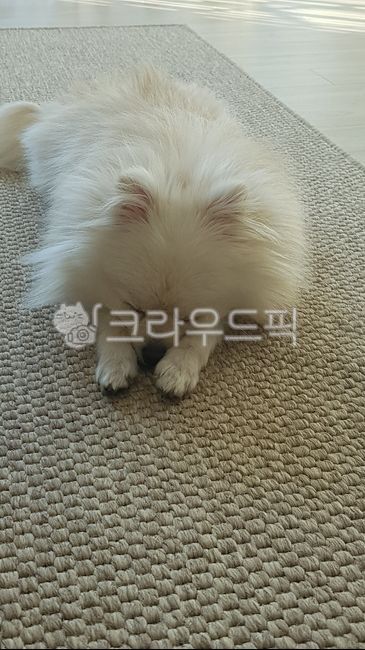 귀여운포메라니안,귀여운강아지,강아지잠자는모습,강아지,반려견잠,잠