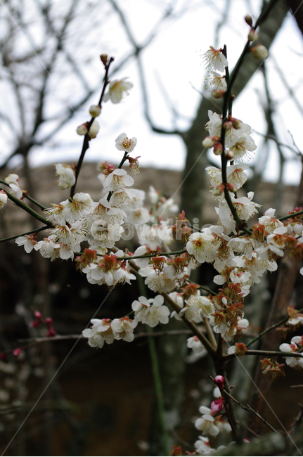 꽃,flower,식물,plant,매화,봄,계절,spring,season,식물,자연,plants,nature,꽃,flower