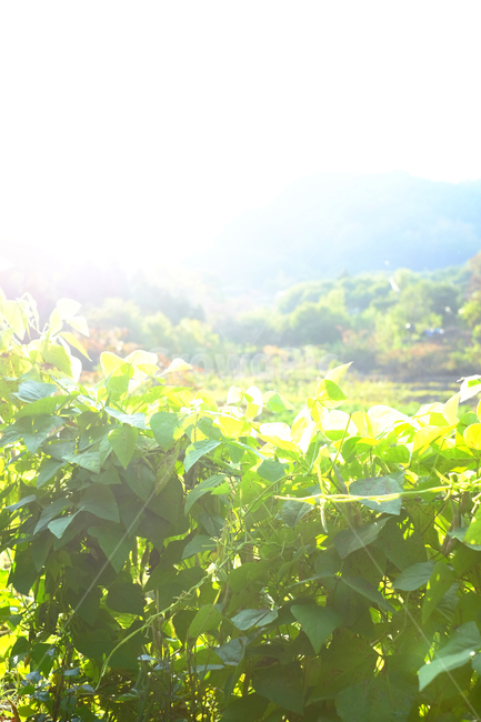 담장,초록,햇살,덩쿨,연두,자연,풍경,nature,landscape,light,빛,flare,플레어,vegetation,초목,plant,식물,sunlight,햇빛