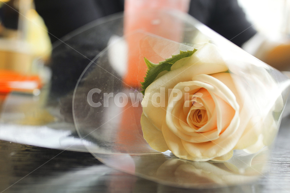 식물,장미꽃,노란장미,rose,한송이,꽃,꽃,flower