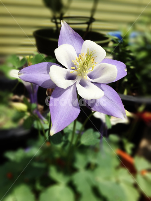 식물,꽃,서양매발톱,자연,flower,화분