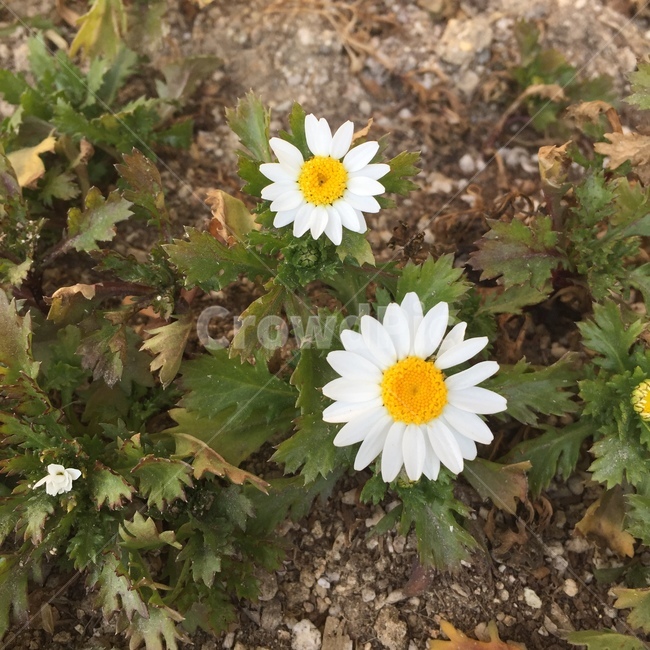 꽃,들꽃,흰색,바닥,배경,식물,자연,plants,nature,꽃,flower