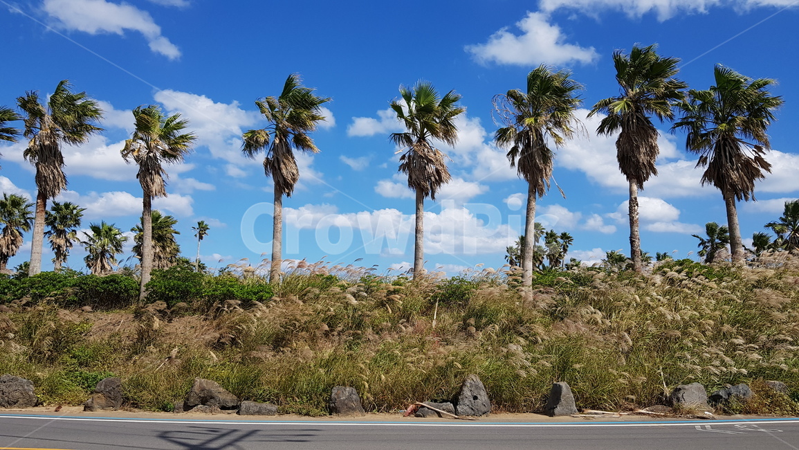 제주,여름,야자나무,자연,날씨,맑음,자연,풍경,nature,landscape