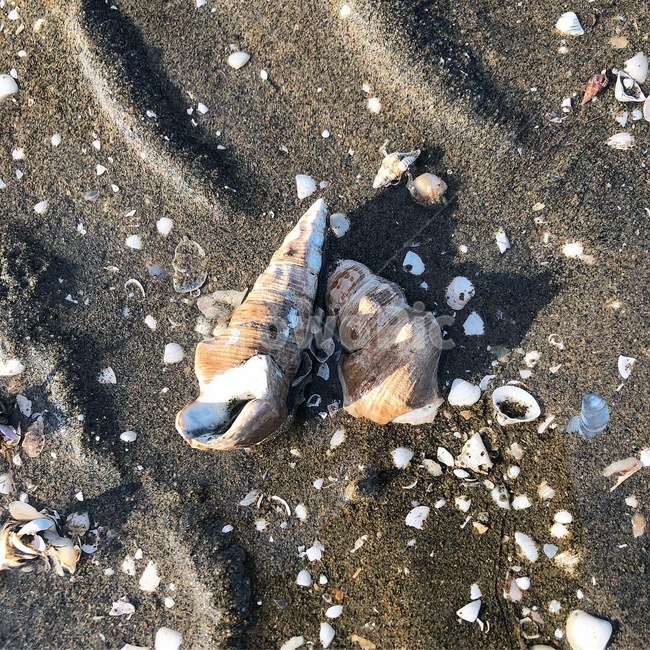 소라,소라껍데기,바다,고동,조개,해변,바다,beach,sea