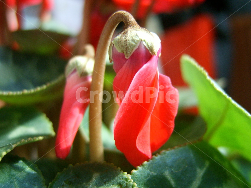 꽃,식물,양귀비,꽃봉오리,분홍색,식물,자연,plants,nature,꽃,flower