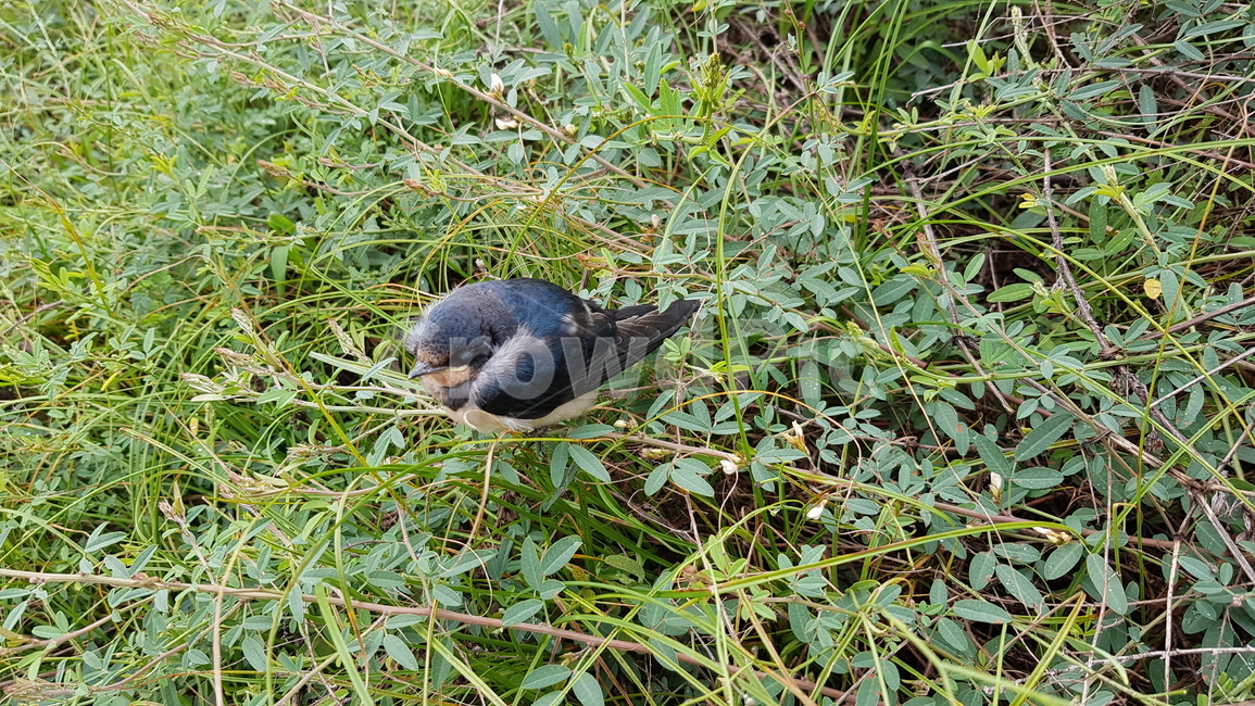 새,블루버드,동물,animal,bluebird,동물,animal,조류,새,birds