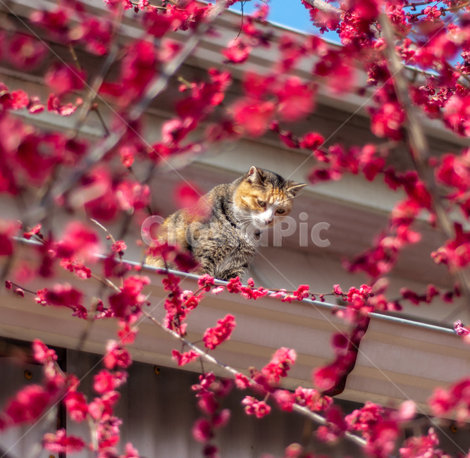 탐매마을,고양이,홍매화,봄꽃,cat,냥이,매화,봄,계절,spring,season,식물,자연,plants,nature,꽃,flower,동물,animal,포유류,mammal,고양이,cat,kitten,kitty