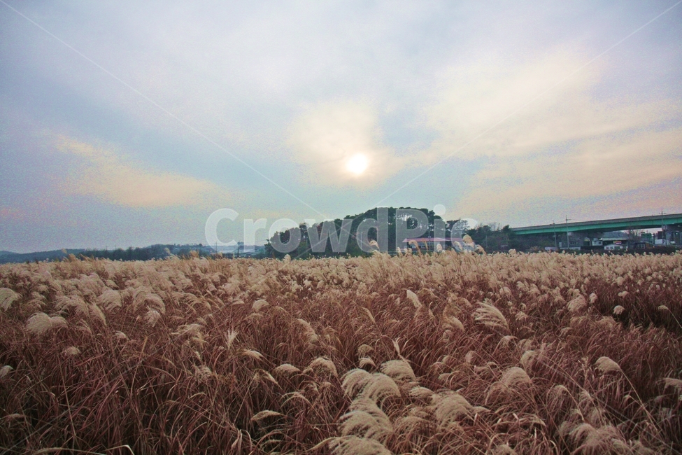 plant,식물,weeds,갈대,sunset