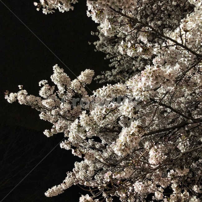 plant,식물,flower,blossom,벚꽃,cherryblossom,꽃,봄꽃,밤벚꽃,감성사진,야경