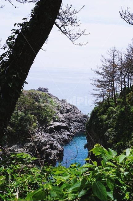 강,바다,나무,풀,바위,숲,하늘,파란색,nature,자연풍경,물,나뭇잎,제주도,자연,풍경,nature,landscape,tree,plant,식물