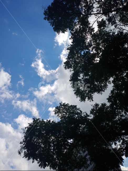 하늘,sky,나무,푸른하늘,맑은하늘,자연,풍경,nature,landscape