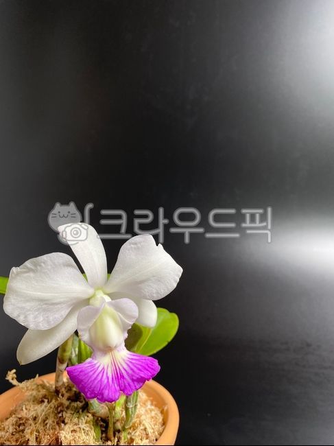 카틀레야,난초,젠마니,오키드,서양란,plant,식물,flower,blossom,꽃