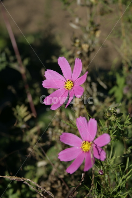 꽃,flower,식물,color,코스모스,가을,계절,fall,autumn,season,식물,자연,plants,nature,꽃,flower,plant,geranium,제라늄,blossom,petal,꽃잎