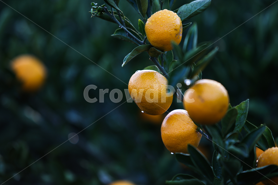 감귤,과일,이슬,싱그러운,신선한,열매,자연,제주도,특산물,나무,농산물,귤나무,과수원,음식,식물,나뭇잎,노랑색,농장,물방울,노란색,동그란,노랑,녹색,초록,잎사귀,싱싱한,야외,조생귤,과일,열매,fruit